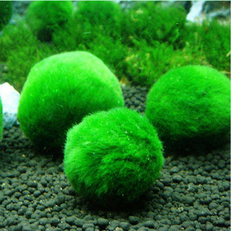 Aquarium Landscaping Seaweed Plastic Ball