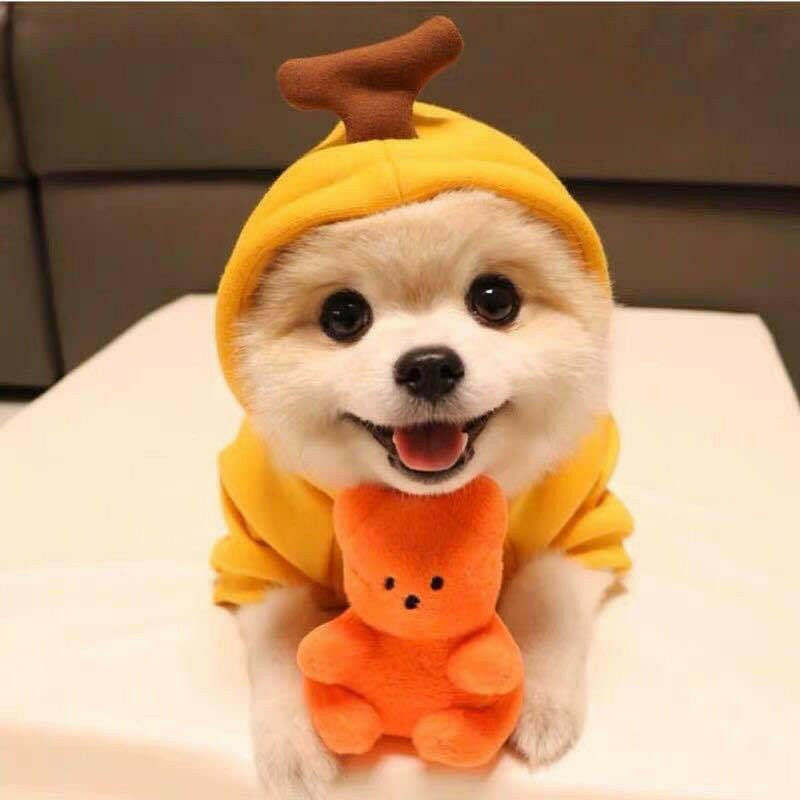 Cute Fruit Dog Clothes For Small Dogs.